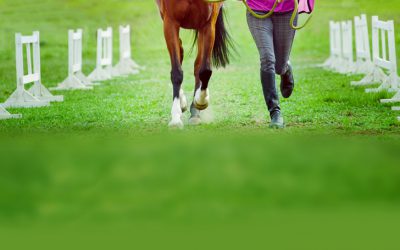 Optimizing Equine Bone Formation