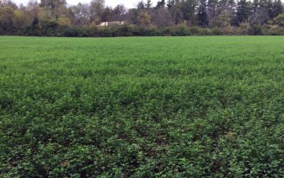 Hidden Benefits of Alfalfa