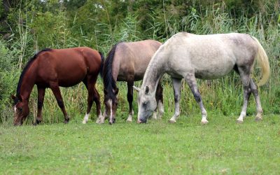 Organic Selenium May Be Powerful Equine Antioxidant