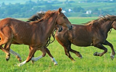 Balancing the Equine Diet