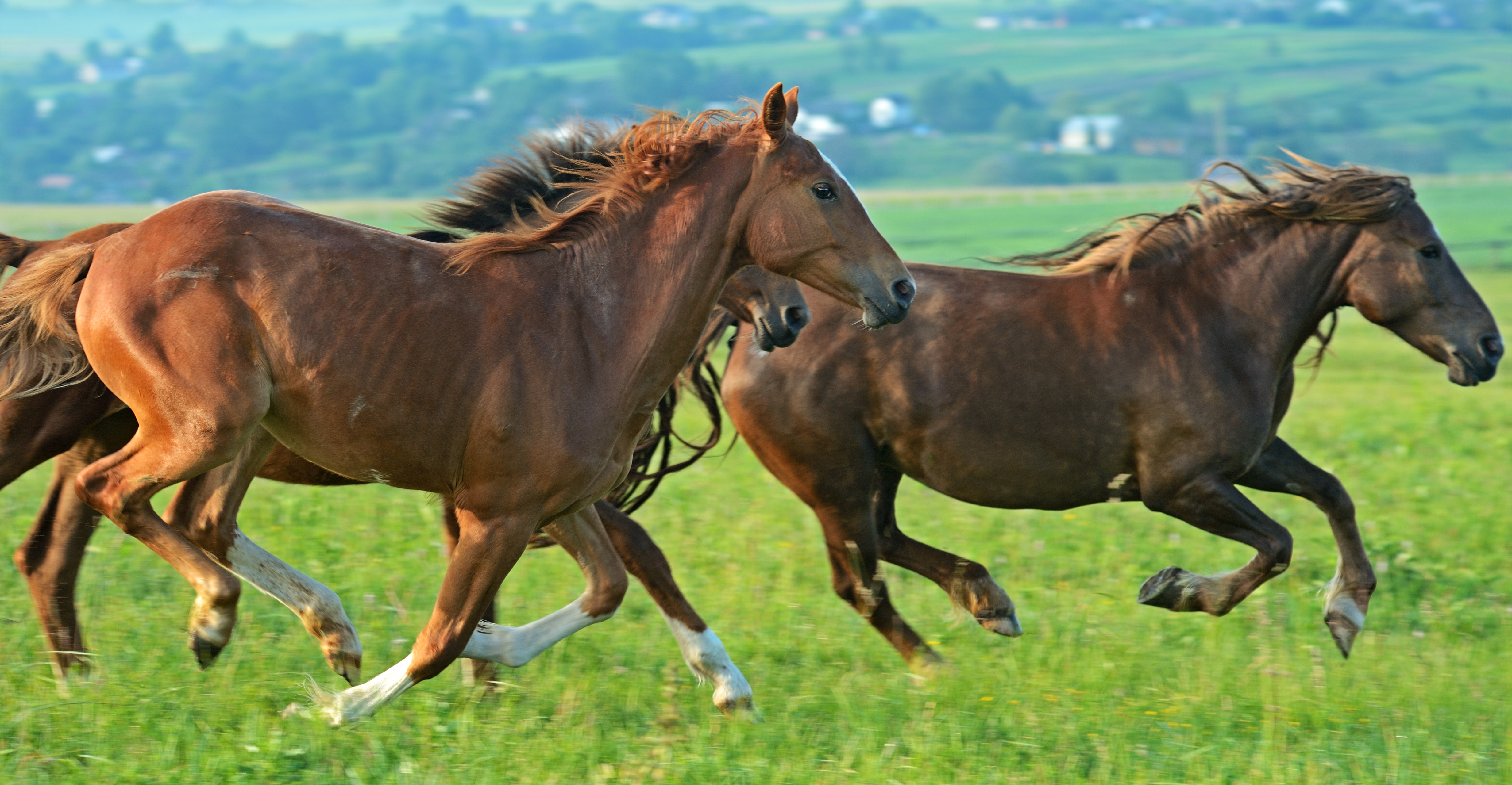 Balancing the Equine Diet - Equi-Force