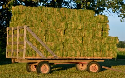 Alfalfa and The Equine Diet – Its Uses And Benefits