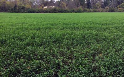 Hidden Benefits of Alfalfa