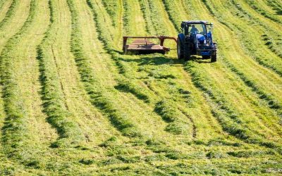 What Makes Good Hay for Horses?