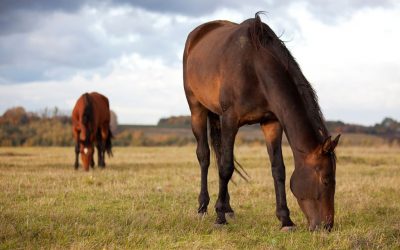 Why do horses eat dirt?