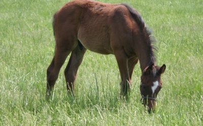 Energy Sources for Horses