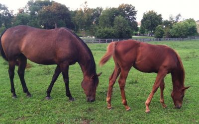 Managing Horses on Fall Pastures