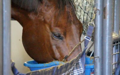 Feed Additives to Improve Equine Digestion