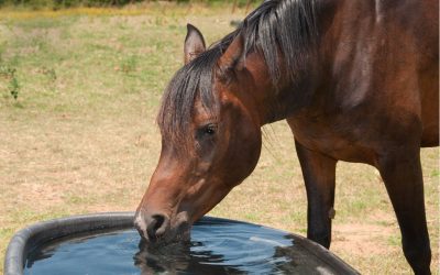 Managing Horses in Hot Weather