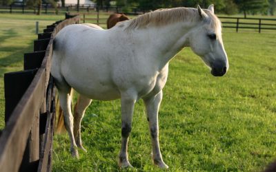 Food Allergies in Horses