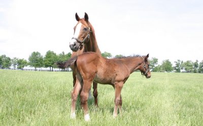 Functions of Minerals in the Horse