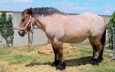 Feeding the Overweight Equine