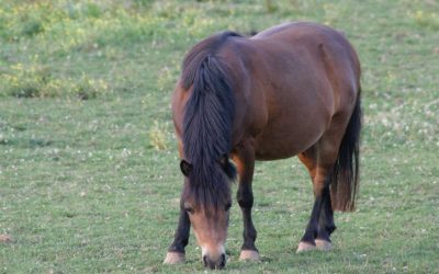 Equine Obesity is a Problem, Too