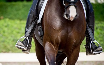 Essential Fatty Acids for Horses