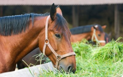 Feeding the Finicky Equine