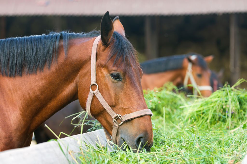 Equine Digestive Supplements | Equi-Force