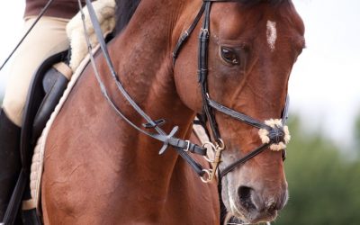 Unique Anatomy and Physiology of The Horse