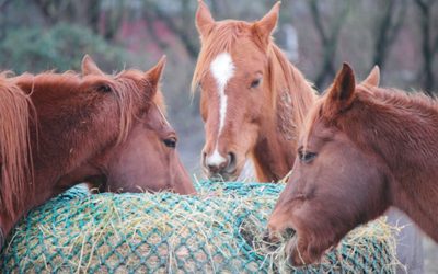 Slow Feeding…What It Means For the Health of Your Horse