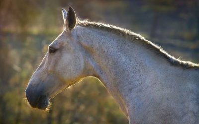 Functions of Vitamins in the Horse