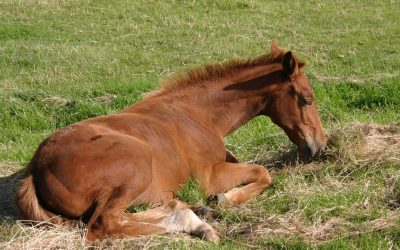 Feeding and Management of Weanlings