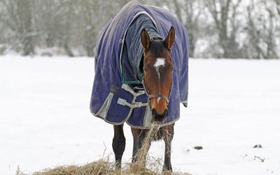 Feeding Horses in Different Seasons