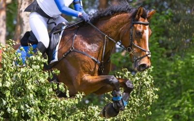 Exercising and Training Horses in Hot Weather